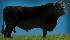 Raca: aberdeen angus (corte) rgd: hbb 111398